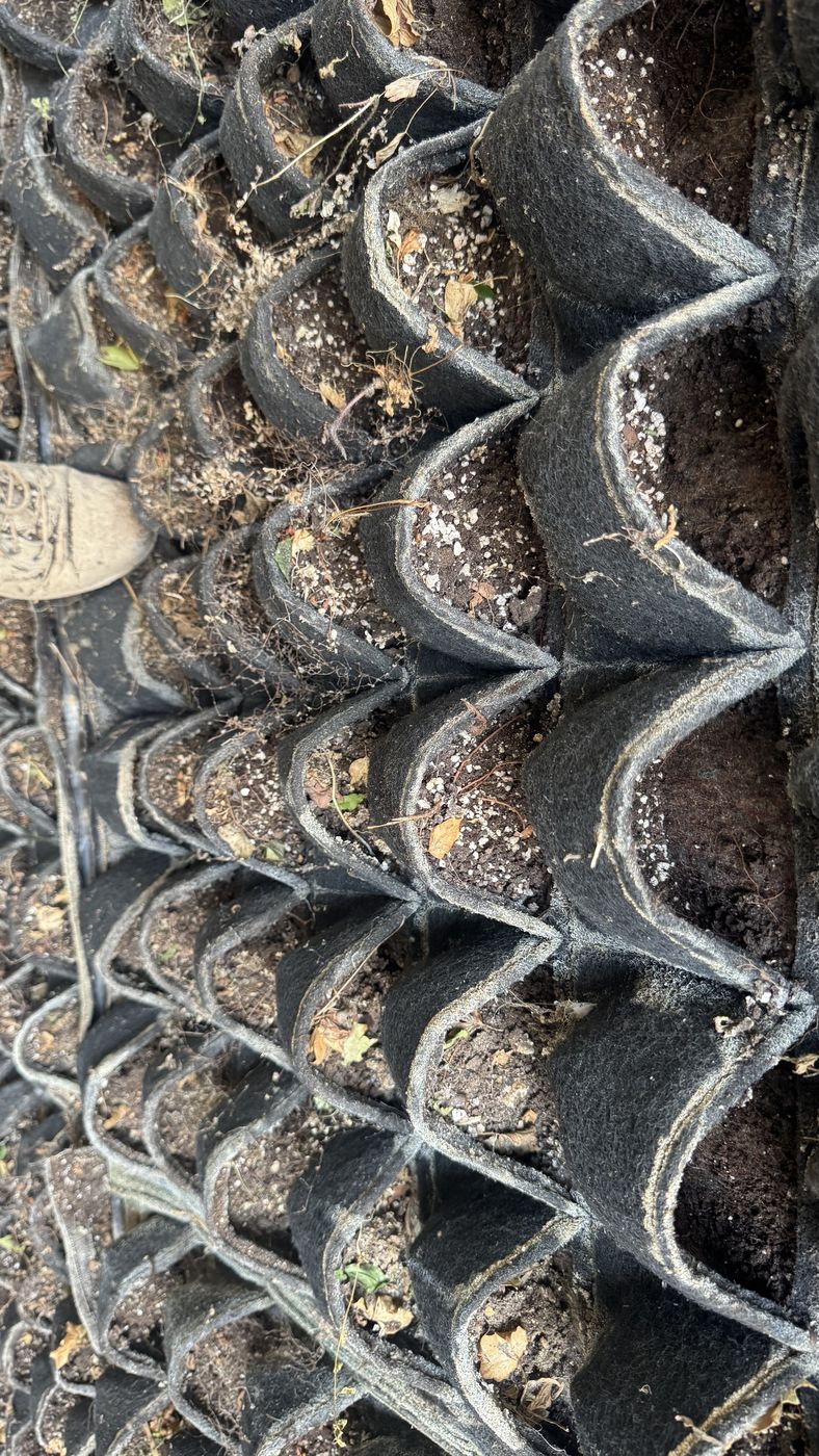 Close view of living wall planting cells showing shallow substrate