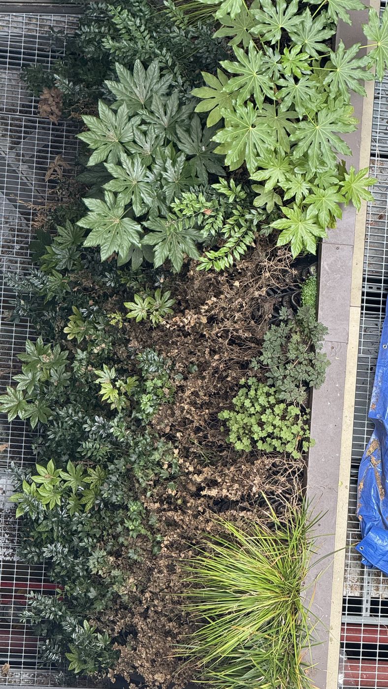 Top down view of established mixed planting on a living wall