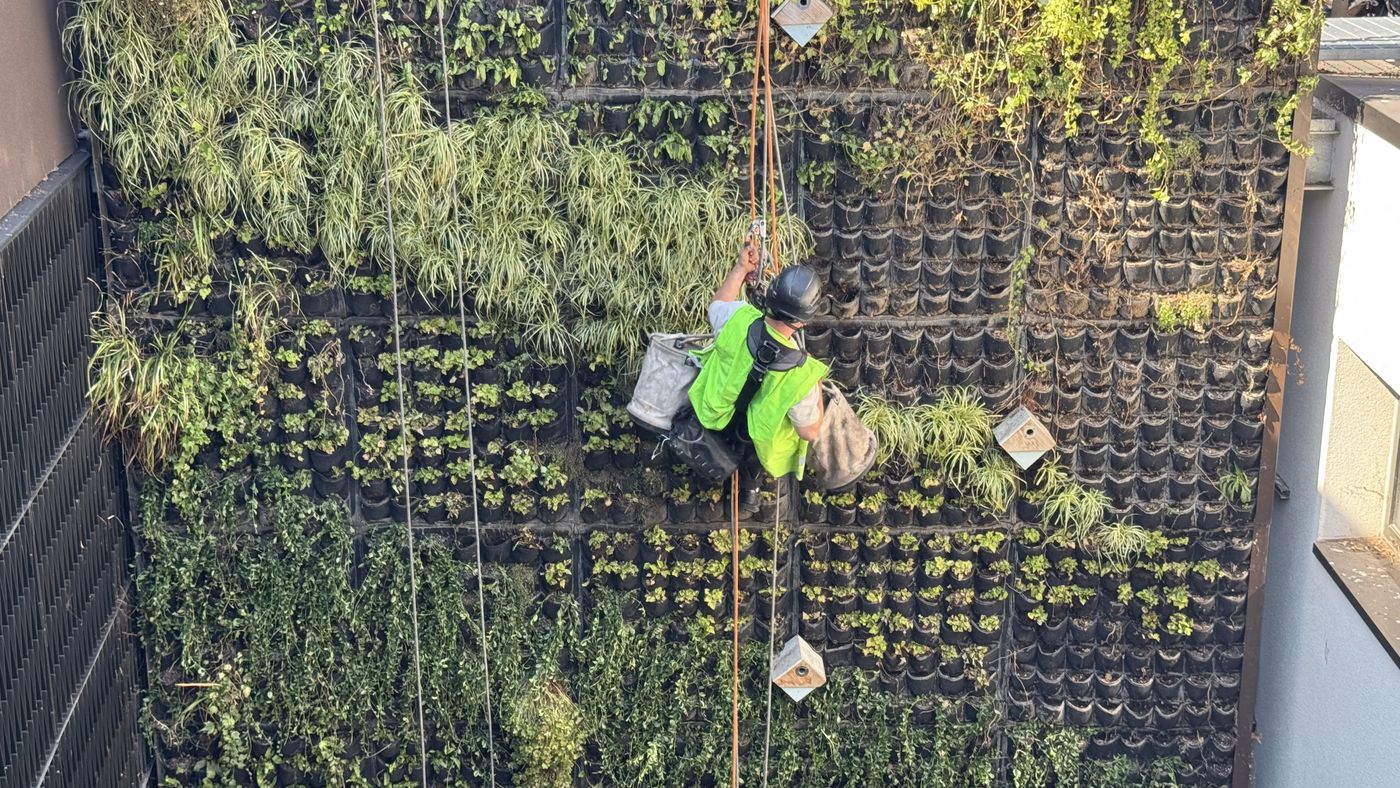 Rope access technician replanting a living wall from above