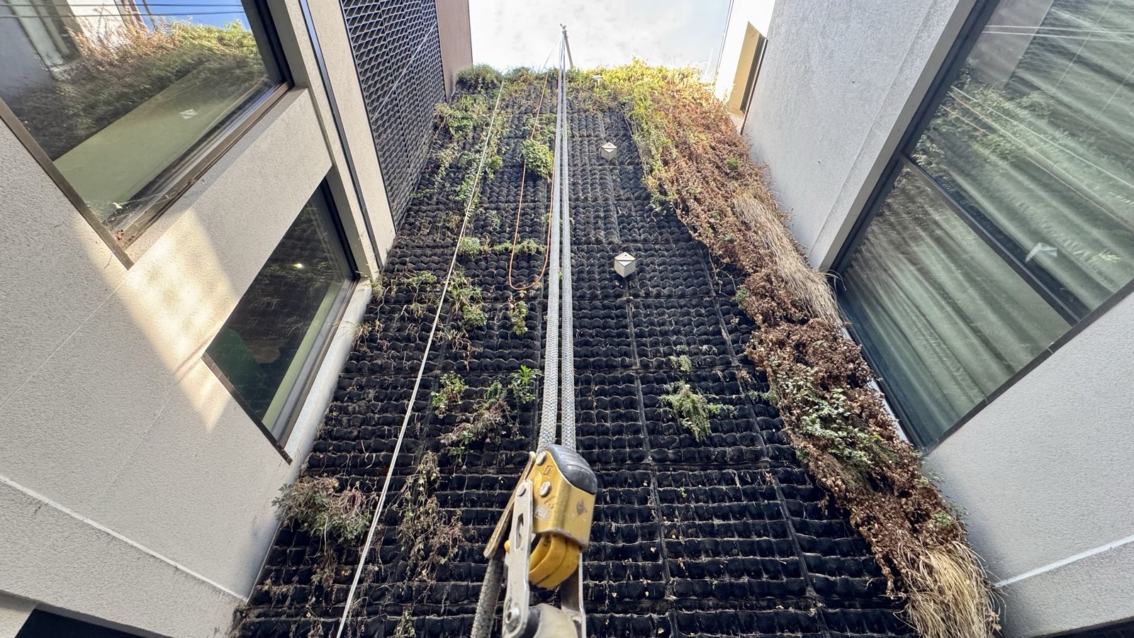 Why living walls die, and what it costs to bring one back